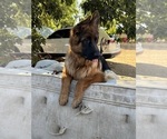 Small #4 German Shepherd Dog