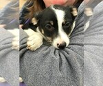 Small #1 Border Collie-Chihuahua Mix