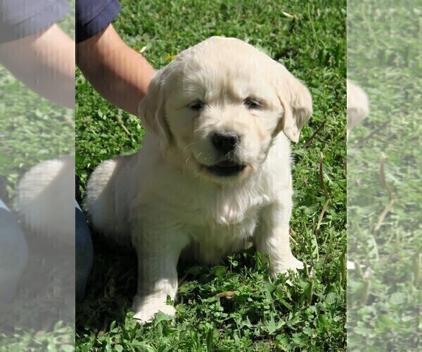 Medium Photo #9 English Cream Golden Retriever Puppy For Sale in PARTRIDGE, KS, USA
