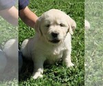 Small Photo #9 English Cream Golden Retriever Puppy For Sale in PARTRIDGE, KS, USA