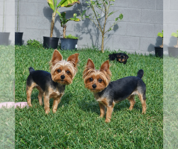 Medium Photo #1 Yorkshire Terrier Puppy For Sale in MELBOURNE, FL, USA