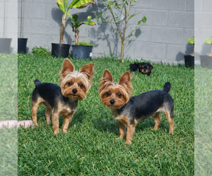 Father of the Yorkshire Terrier puppies born on 01/19/2026