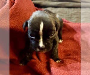 Boxer Puppy for sale in LANSING, MI, USA