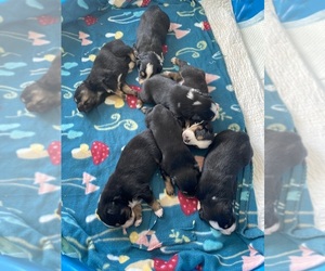 Australian Shepherd Puppy for sale in SAINT MATTHEWS, SC, USA