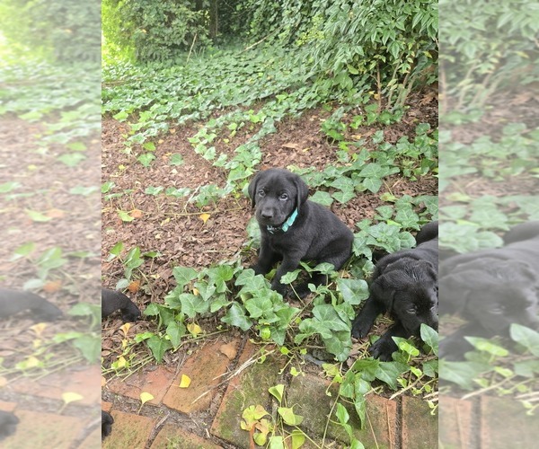 Medium Photo #10 Labrador Retriever Puppy For Sale in ELIZABETH CITY, NC, USA