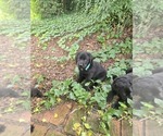 Small #1 Labrador Retriever