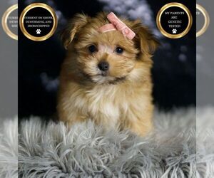 Morkie Puppy for sale in WARSAW, IN, USA