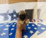 Small Photo #8 Pug Puppy For Sale in BRIDGEWATER, VA, USA