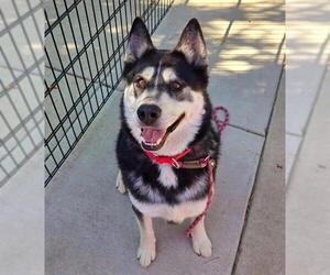 Alaskan Malamute-Unknown Mix Dogs for adoption in Sacramento, CA, USA