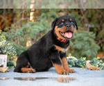 Puppy Katelyn Rottweiler