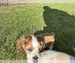 Small #8 Cocker Spaniel