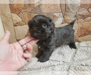 ShihPoo Puppy for sale in GILBERT, AZ, USA