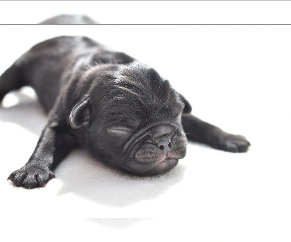 Medium Photo #4 Pug Puppy For Sale in PALM COAST, FL, USA