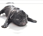 Small #3 Pug
