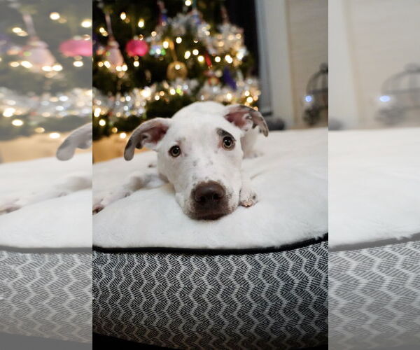 Medium Photo #2 Mutt Puppy For Sale in Euless, TX, USA