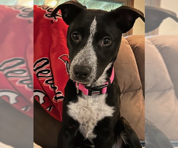 Medium Photo #2 Lab-Pointer Puppy For Sale in Jefferson, NJ, USA