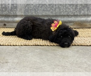 Saint Berdoodle Puppy for Sale in BROWNSTOWN, Indiana USA