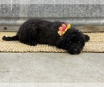 Image preview for Ad Listing. Nickname: Saint Berdoodle