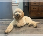 Small Photo #3 Labradoodle Puppy For Sale in LIVERMORE, CA, USA