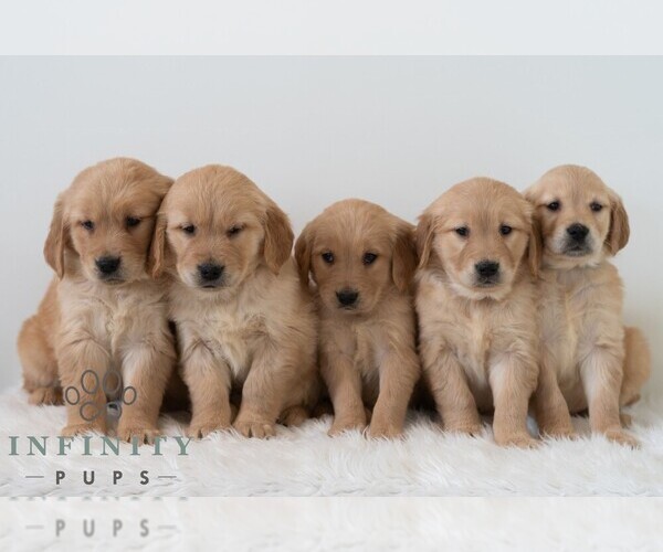 Medium Photo #3 Golden Retriever Puppy For Sale in NEWPORT, PA, USA