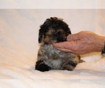 Small #21 Yorkiepoo mix (+ Poodle Toy)