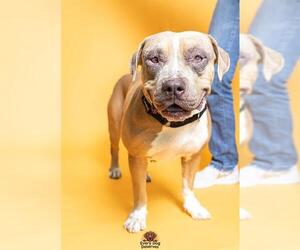 Medium American Staffordshire Terrier