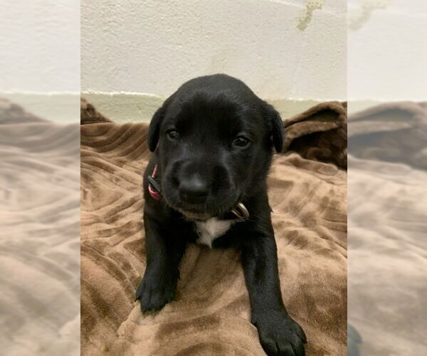 Medium Photo #1 Australian Shepherd Puppy For Sale in Fremont, CA, USA
