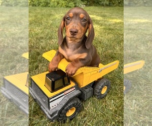 Dachshund Puppy for sale in MIDDLEBURY, IN, USA
