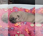 Small Photo #25 French Bulldog Puppy For Sale in MCKINLEYVILLE, CA, USA