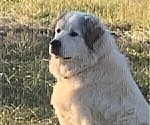 Small Photo #13 Great Pyrenees Puppy For Sale in MOUNT AIRY, NC, USA