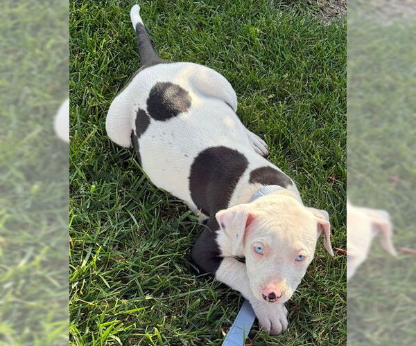 Medium Photo #2 American Pit Bull Terrier-Unknown Mix Puppy For Sale in Corona, CA, USA