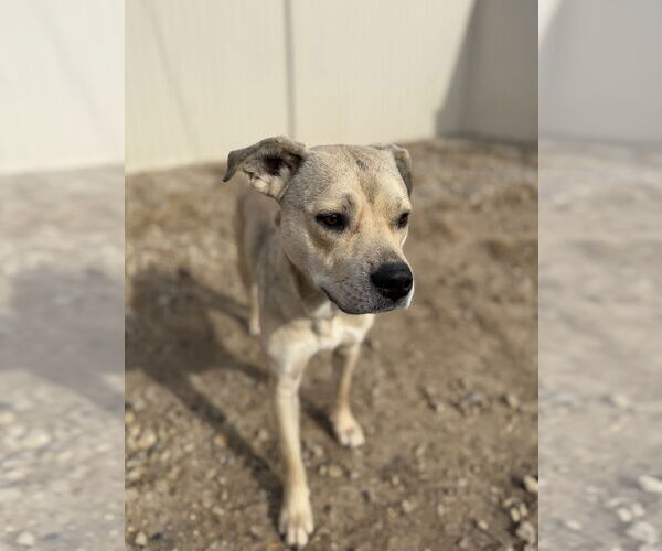 Medium Photo #7 American Pit Bull Terrier-Unknown Mix Puppy For Sale in Corning, AR, USA
