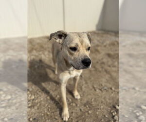 Kela - Female American Pit Bull Terrier-Unknown Mix Dog for Adoption - Photo #2