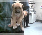 Small Labrador Retriever Mix