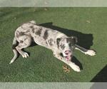 Small #2 Catahoula Leopard Dog Mix