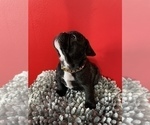 Small Photo #30 French Bulldog Puppy For Sale in NEWARK, NJ, USA