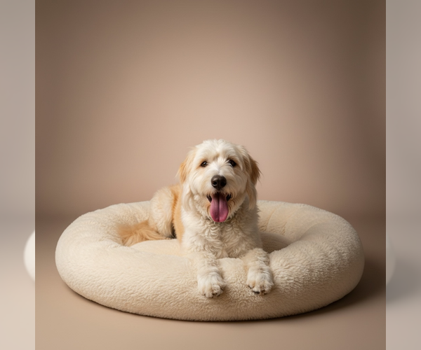 Medium Photo #1 Great Pyrenees-Old English Sheepdog Mix Puppy For Sale in MIDWAY, UT, USA