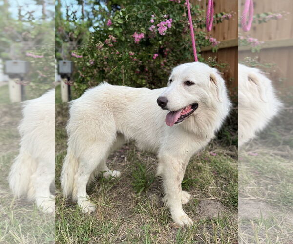 Medium Photo #3 Great Pyrenees Puppy For Sale in Spring, TX, USA