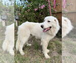 Small #2 Great Pyrenees