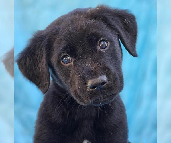 Medium Photo #1 Labrador Retriever-Unknown Mix Puppy For Sale in San Diego, CA, USA