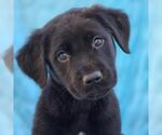 Small Labrador Retriever Mix