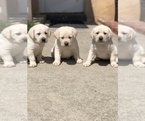 Labrador Retriever Puppy for sale in MORENO VALLEY, CA, USA