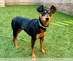 Miniature Pinscher-Unknown Mix Dogs for adoption in Moreno Valley, CA, USA