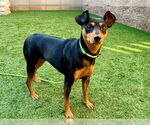 Small Miniature Pinscher Mix