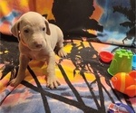 Small #21 Weimaraner