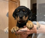 Small #1 Rottweiler