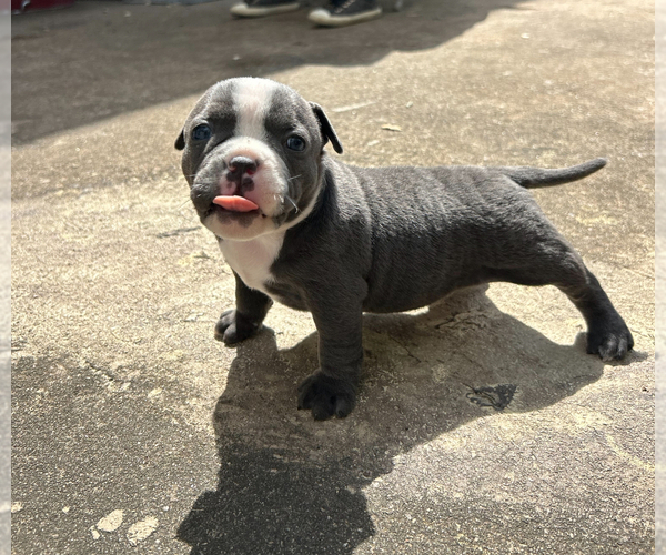 Medium Photo #7 American Bully Puppy For Sale in HOUSTON, TX, USA