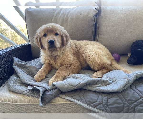 Medium Photo #4 Golden Retriever Puppy For Sale in FAIR PLAY, SC, USA