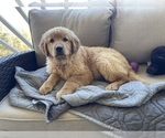 Small #3 Golden Retriever