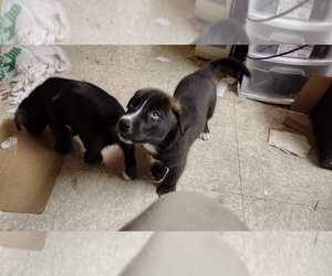Labrador Retriever-Siberian Husky Mix Puppy for sale in POCATELLO, ID, USA